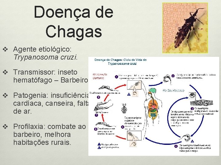 Doença de Chagas v Agente etiológico: Trypanosoma cruzi. v Transmissor: inseto hematófago – Barbeiro.