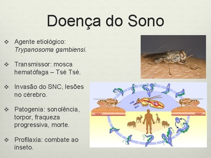 Doença do Sono v Agente etiológico: Trypanosoma gambiensi. v Transmissor: mosca hematófaga – Tsé.