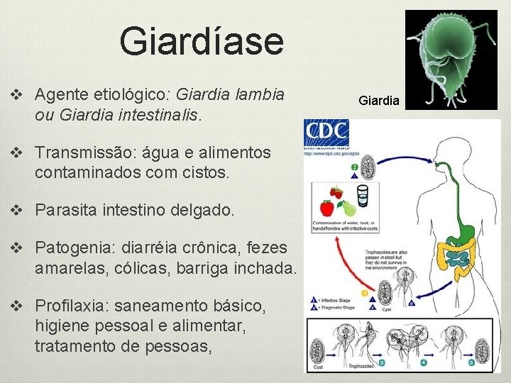 Giardíase v Agente etiológico: Giardia lambia ou Giardia intestinalis. v Transmissão: água e alimentos