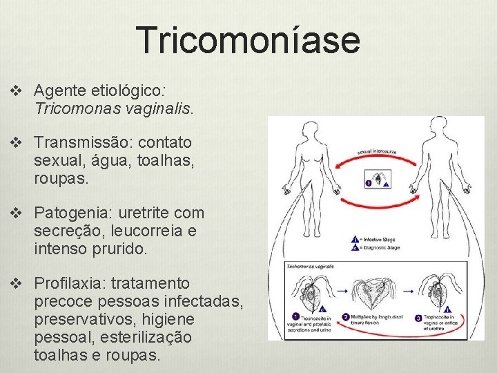 Tricomoníase v Agente etiológico: Tricomonas vaginalis. v Transmissão: contato sexual, água, toalhas, roupas. v