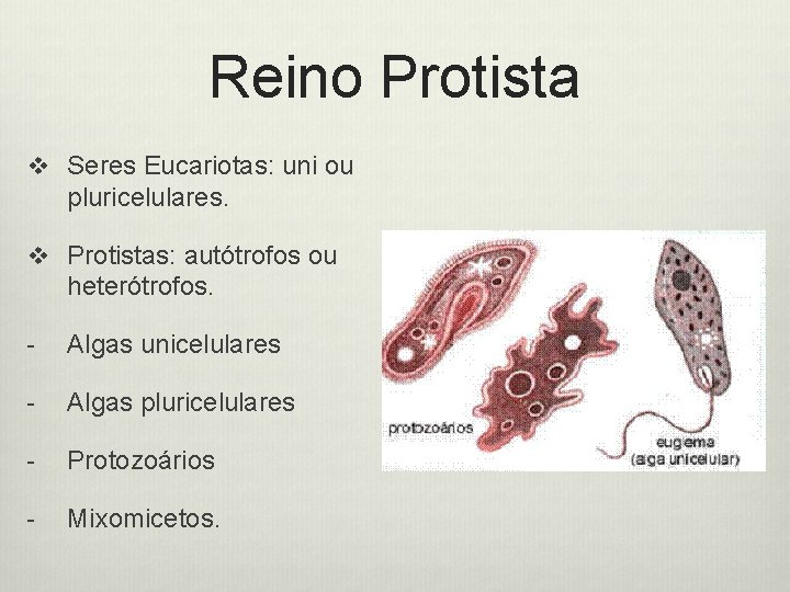 Reino Protista v Seres Eucariotas: uni ou pluricelulares. v Protistas: autótrofos ou heterótrofos. -