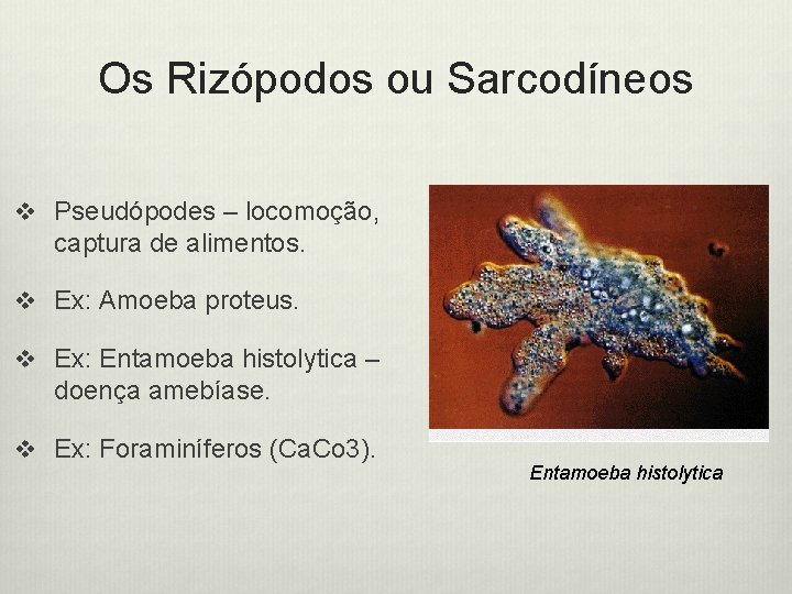 Os Rizópodos ou Sarcodíneos v Pseudópodes – locomoção, captura de alimentos. v Ex: Amoeba