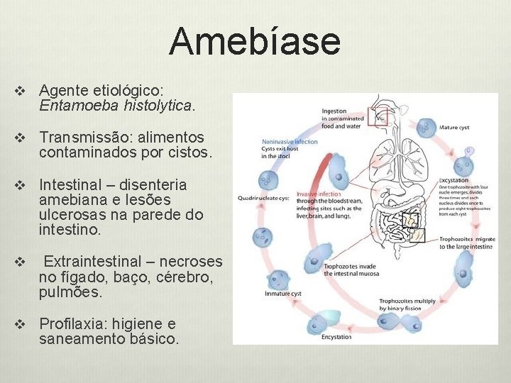 Amebíase v Agente etiológico: Entamoeba histolytica. v Transmissão: alimentos contaminados por cistos. v Intestinal