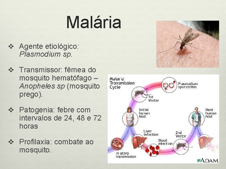 Malária v Agente etiológico: Plasmodium sp. v Transmissor: fêmea do mosquito hematófago – Anopheles