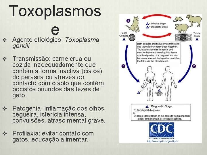 v Toxoplasmos e Agente etiológico: Toxoplasma gondii v Transmissão: carne crua ou cozida inadequadamente