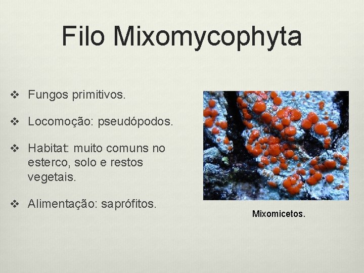 Filo Mixomycophyta v Fungos primitivos. v Locomoção: pseudópodos. v Habitat: muito comuns no esterco,