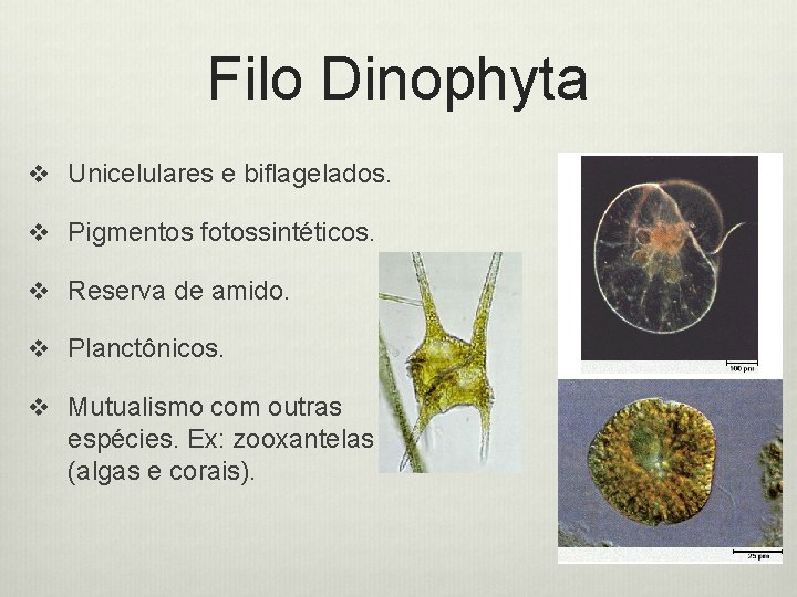 Filo Dinophyta v Unicelulares e biflagelados. v Pigmentos fotossintéticos. v Reserva de amido. v