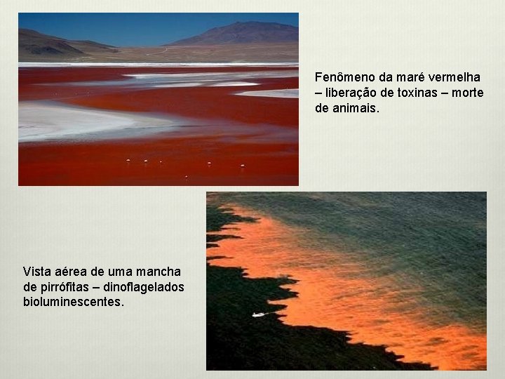 Fenômeno da maré vermelha – liberação de toxinas – morte de animais. Vista aérea