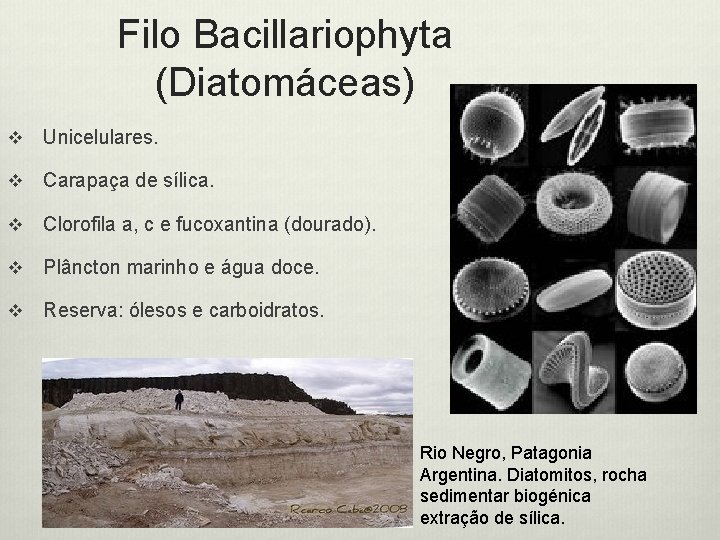 Filo Bacillariophyta (Diatomáceas) v Unicelulares. v Carapaça de sílica. v Clorofila a, c e
