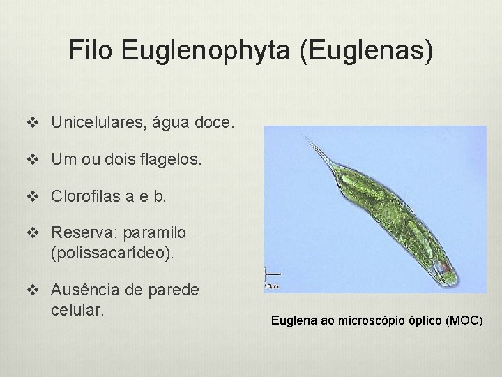 Filo Euglenophyta (Euglenas) v Unicelulares, água doce. v Um ou dois flagelos. v Clorofilas