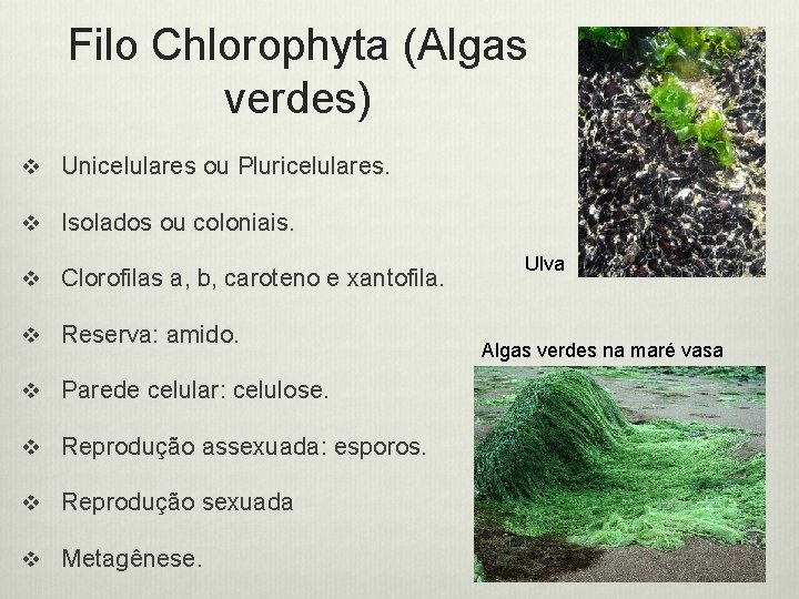 Filo Chlorophyta (Algas verdes) v Unicelulares ou Pluricelulares. v Isolados ou coloniais. v Clorofilas