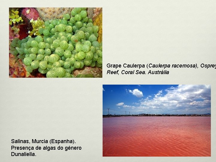 Grape Caulerpa (Caulerpa racemosa), Osprey Reef, Coral Sea. Austrália Salinas, Murcia (Espanha). Presença de