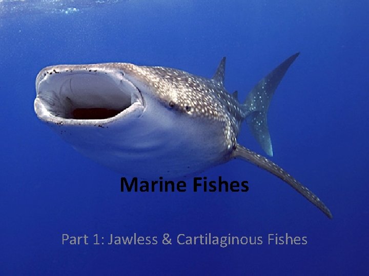 Marine Fishes Part 1: Jawless & Cartilaginous Fishes 