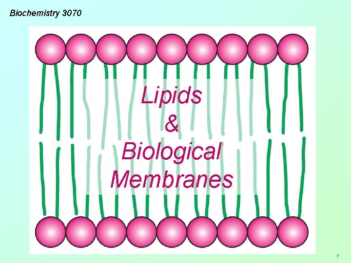 Biochemistry 3070 Lipids & Biological Membranes 1 
