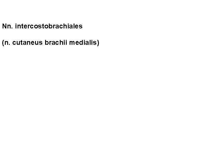 Nn. intercostobrachiales (n. cutaneus brachii medialis) 