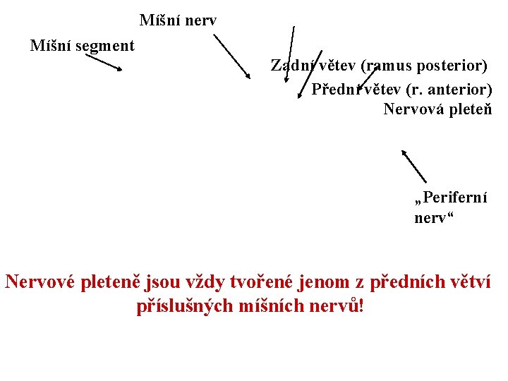 Míšní nerv Míšní segment Zadní větev (ramus posterior) Přední větev (r. anterior) Nervová pleteň