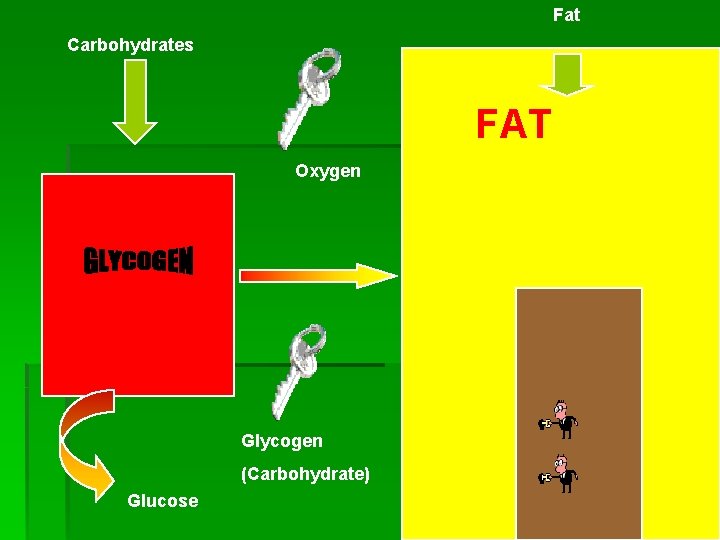 Fat Carbohydrates FAT Oxygen Glycogen (Carbohydrate) Glucose 