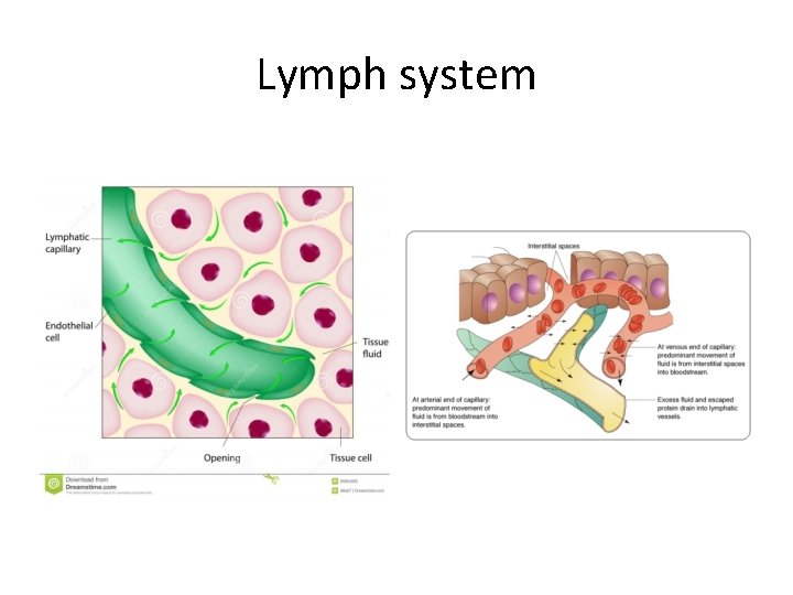 Lymph system 