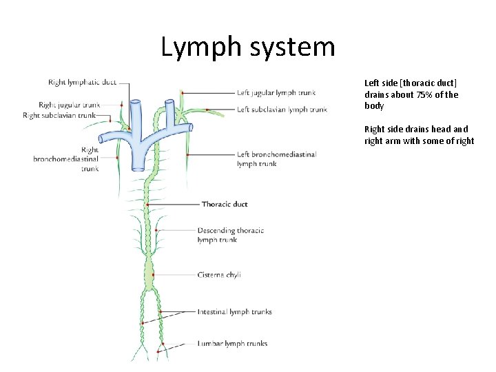 Lymph system Left side [thoracic duct] drains about 75% of the body Right side