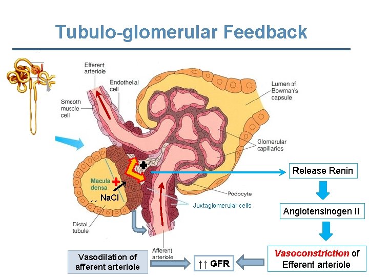 Tubulo-glomerular Feedback Release Renin ↓↓ Na. Cl Vasodilation of afferent arteriole Juxtaglomerular cells ↑↑