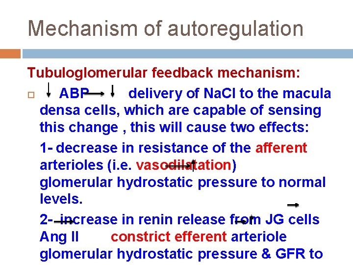 Mechanism of autoregulation Tubuloglomerular feedback mechanism: ABP delivery of Na. Cl to the macula