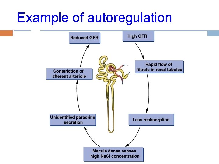 Example of autoregulation 