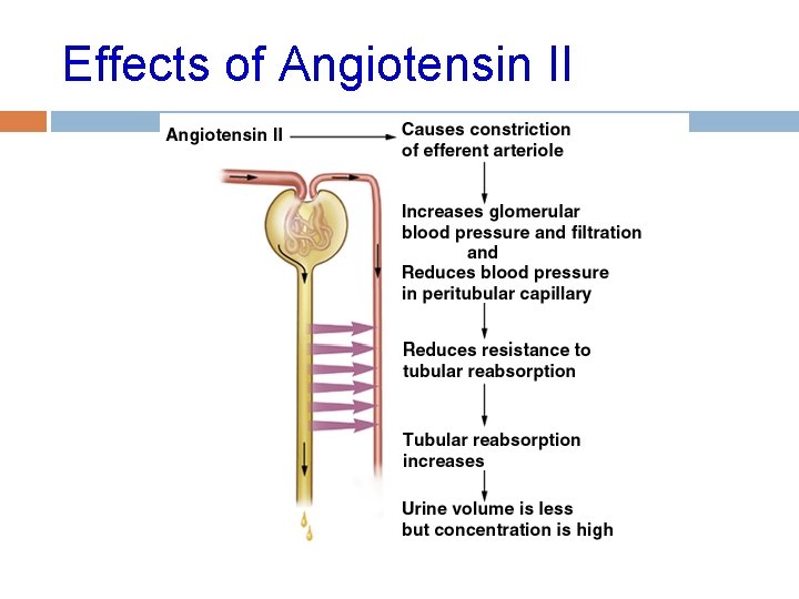 Effects of Angiotensin II 