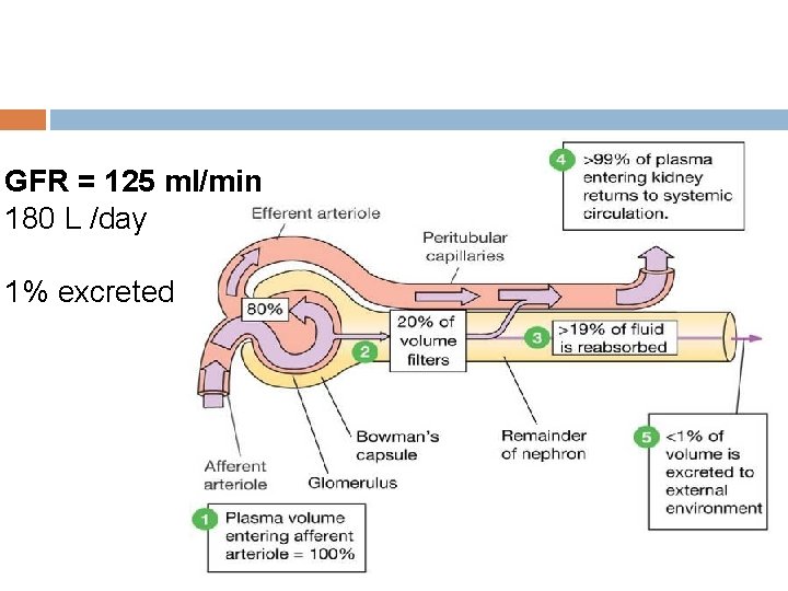 GFR = 125 ml/min 180 L /day 1% excreted GFR = 125 ml/min 180 L /day 1% excreted