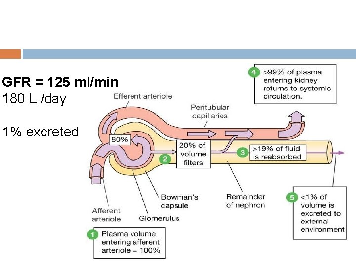 GFR = 125 ml/min 180 L /day 1% excreted 