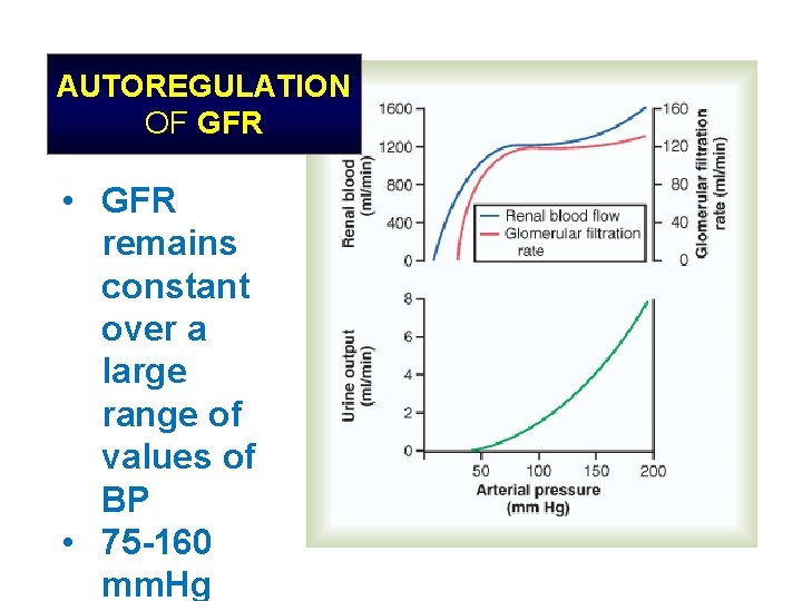 AUTOREGULATION OF GFR • GFR remains constant over a large range of values of