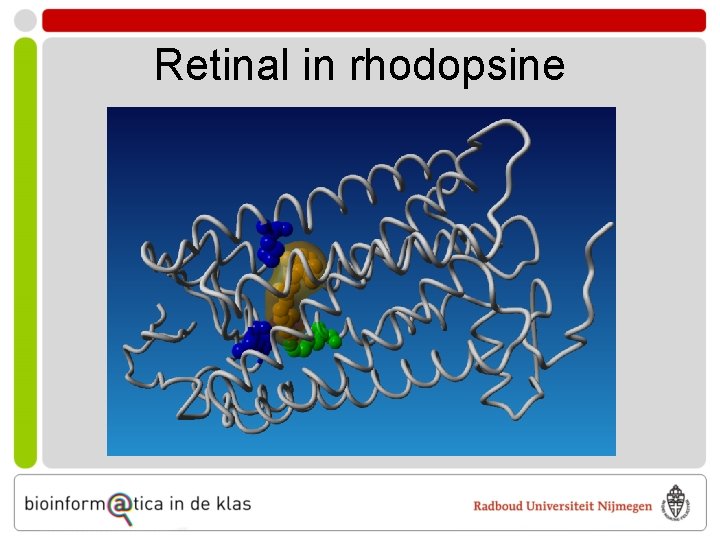 Retinal in rhodopsine 