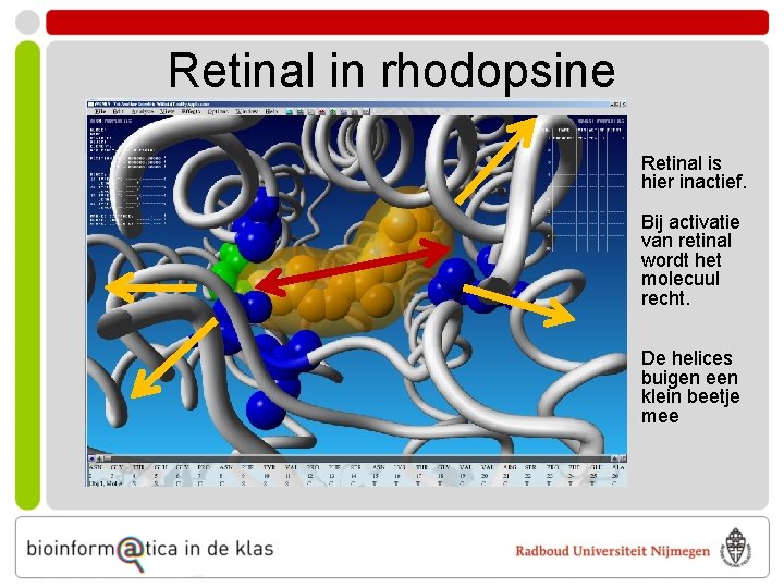 Retinal in rhodopsine Retinal is hier inactief. Bij activatie van retinal wordt het molecuul