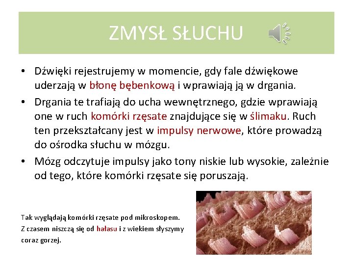 ZMYSŁ SŁUCHU • Dźwięki rejestrujemy w momencie, gdy fale dźwiękowe uderzają w błonę bębenkową