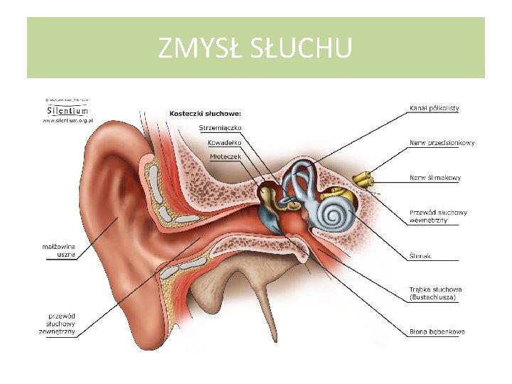 ZMYSŁ SŁUCHU 