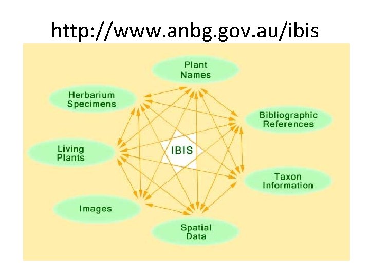 http: //www. anbg. gov. au/ibis 