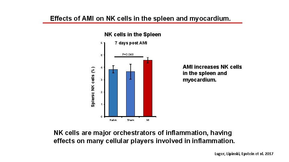 Effects of AMI on NK cells in the spleen and myocardium. NK cells in