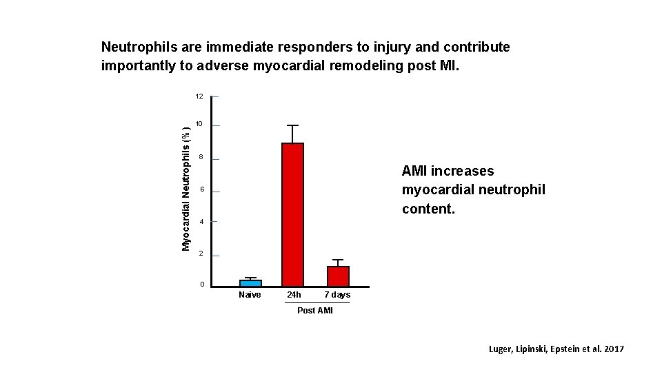 Neutrophils are immediate responders to injury and contribute importantly to adverse myocardial remodeling post