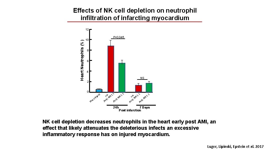 Effects of NK cell depletion on neutrophil infiltration of infarcting myocardium Heart Neutrophils (%)