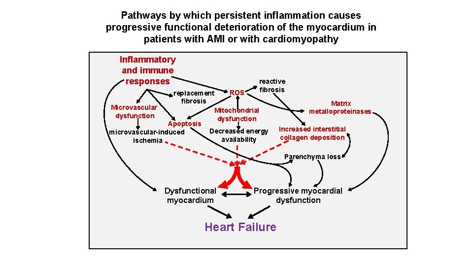 Pathways by which persistent inflammation causes progressive functional deterioration of the myocardium in patients