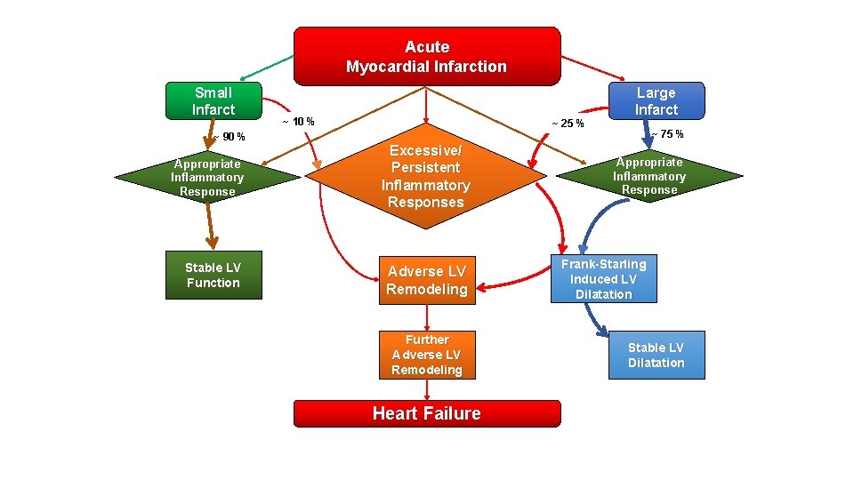 Acute Myocardial Infarction Small Infarct ~ 10 % ~ 25 % Large Infarct ~