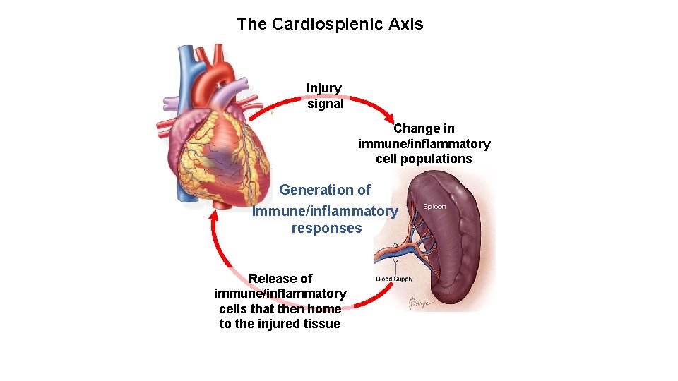 The Cardiosplenic Axis Injury signal Change in immune/inflammatory cell populations Generation of Immune/inflammatory responses