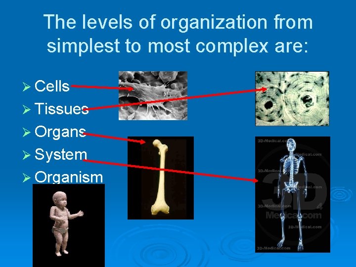 The levels of organization from simplest to most complex are: Ø Cells Ø Tissues