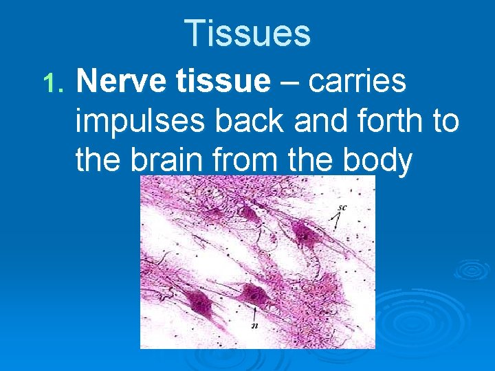 Tissues 1. Nerve tissue – carries impulses back and forth to the brain from