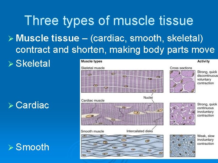 Three types of muscle tissue Ø Muscle tissue – (cardiac, smooth, skeletal) contract and