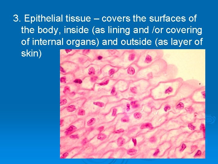 3. Epithelial tissue – covers the surfaces of the body, inside (as lining and