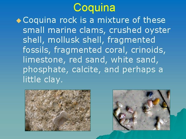 Coquina u Coquina rock is a mixture of these small marine clams, crushed oyster Coquina u Coquina rock is a mixture of these small marine clams, crushed oyster