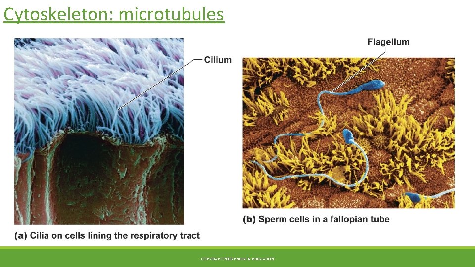 Cytoskeleton: microtubules COPYRIGHT 2008 PEARSON EDUCATION 