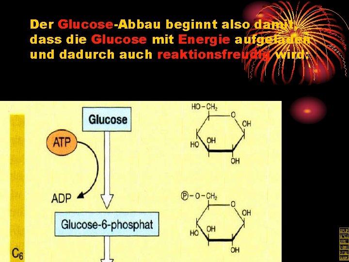 Der Glucose-Abbau beginnt also damit, dass die Glucose mit Energie aufgeladen und dadurch auch