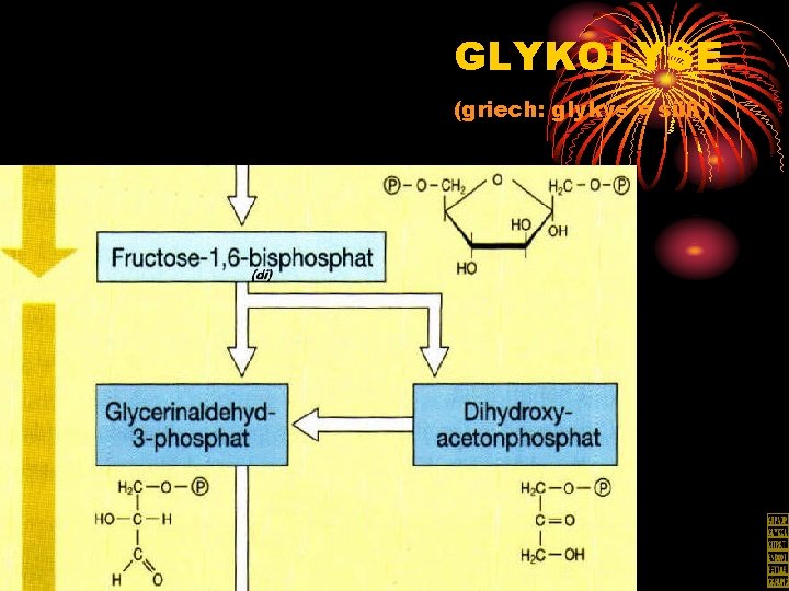 GLYKOLYSE (griech: glykys = süß) 