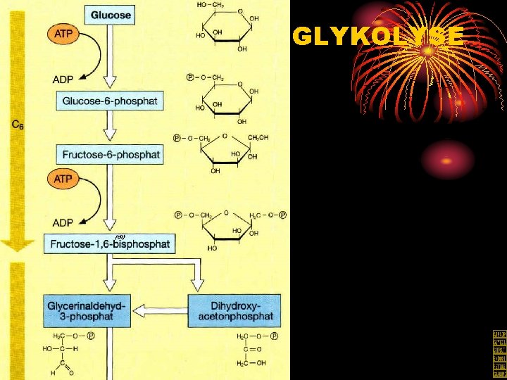 GLYKOLYSE 